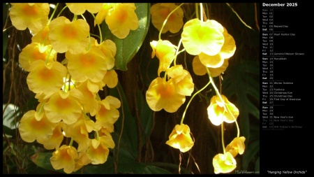 Hanging Yellow Orchids