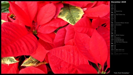 Holly Point Poinsettias