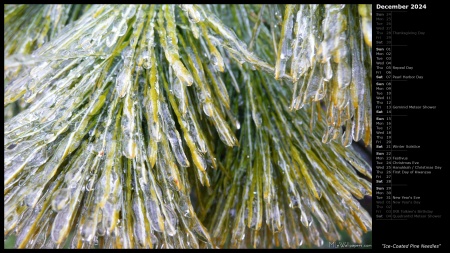 Ice-Coated Pine Needles