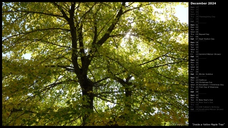 Inside a Yellow Maple Tree