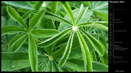 Lupin Leaves