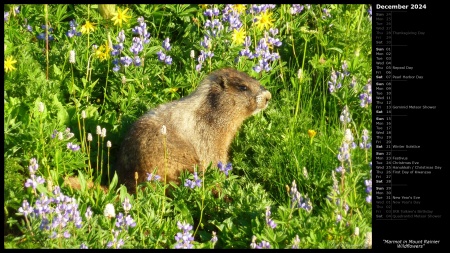 Marmot in Mount Rainier Wildflowers