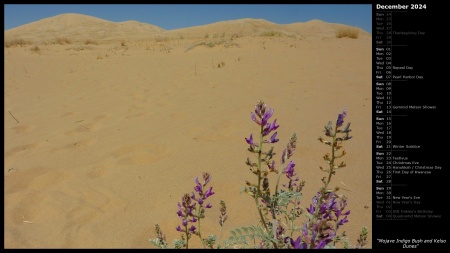 Mojave Indigo Bush and Kelso Dunes