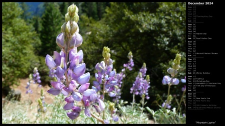 Mountain Lupins