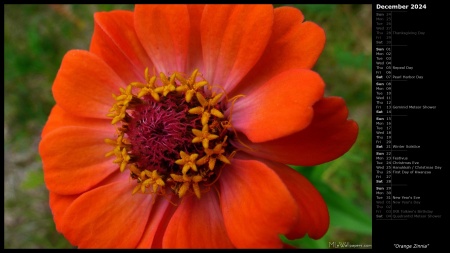 Orange Zinnia