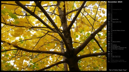 Pair of Yellow Maple Trees