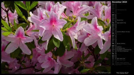 Pink Azalea Bush