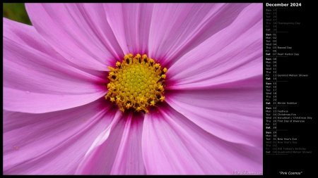 Pink Cosmos