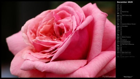 Pink Rose I