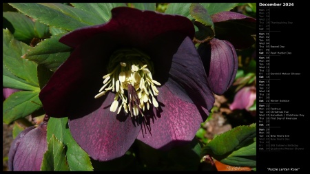 Purple Lenten Rose