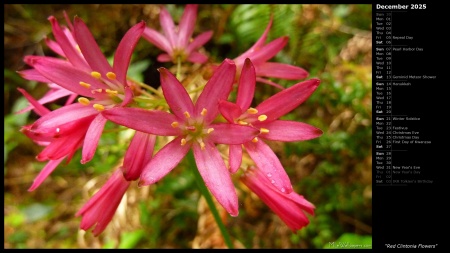 Red Clintonia Flowers