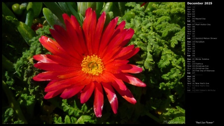 Red Ice Flower