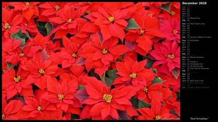 Red Poinsettias