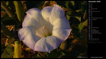 Sacred Datura Flower