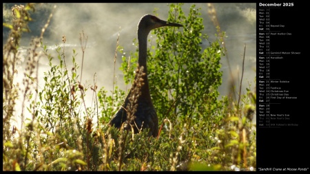 Sandhill Crane at Moose Ponds