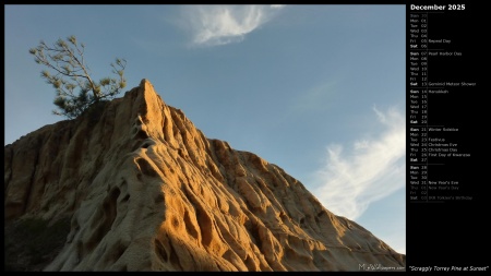 Scraggly Torrey Pine at Sunset