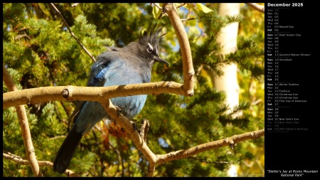 Steller's Jay at Rocky Mountain National Park