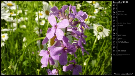 Summer Lilac and Daisies