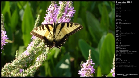 Swallowtail Butterfly on Purple Wildflowers