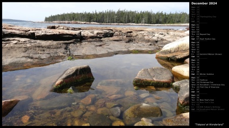 Tidepool at Wonderland