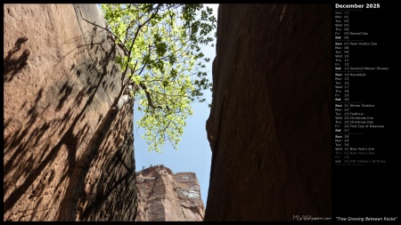 Tree Growing Between Rocks