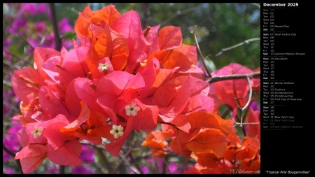 Tropical Pink Bougainvillea