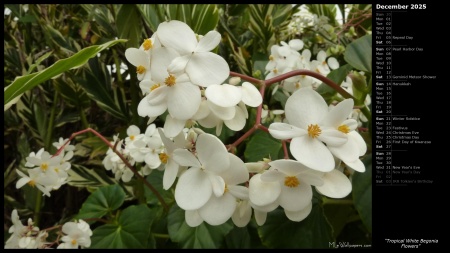 Tropical White Begonia Flowers