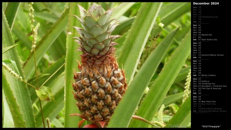 Wild Pineapple