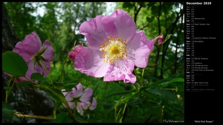 Wild Pink Roses