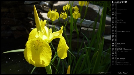 Yellow Irises