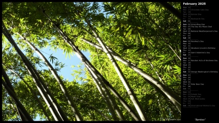 Bamboo