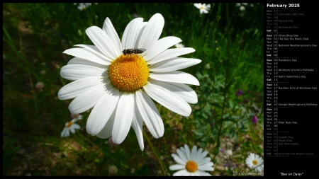 Bee on Daisy