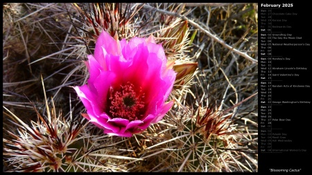 Blossoming Cactus