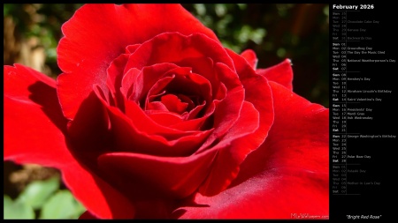 Bright Red Rose