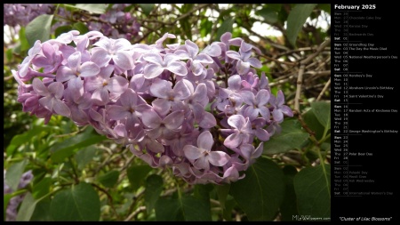 Cluster of Lilac Blossoms