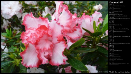 Double Red and White Azaleas