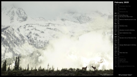 Elk at Grand Teton