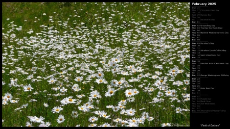 Field of Daisies