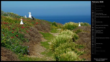 Flowers and Seagulls on Anacapa Island