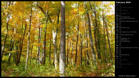 Forest of Yellow Leaves