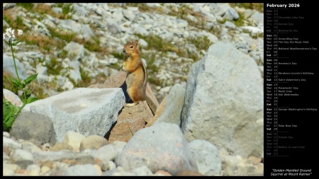 Golden-Mantled Ground Squirrel at Mount Rainier