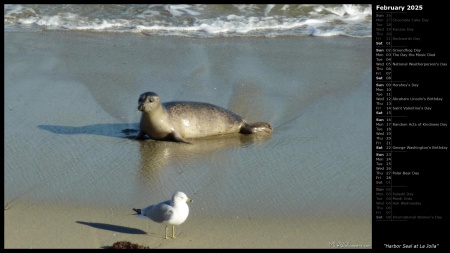 Harbor Seal at La Jolla