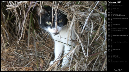 Island Cat