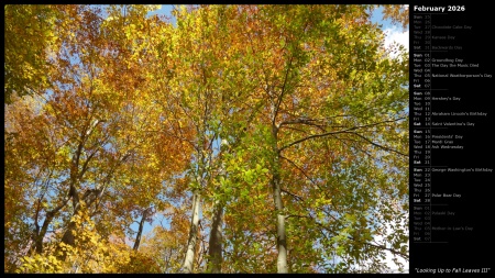 Looking Up to Fall Leaves III