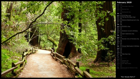 Muir Woods Path II