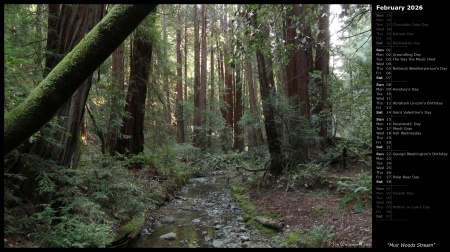 Muir Woods Stream