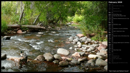 Oak Creek and Mallard Ducks