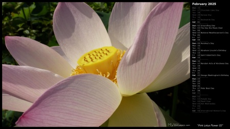 Pink Lotus Flower III