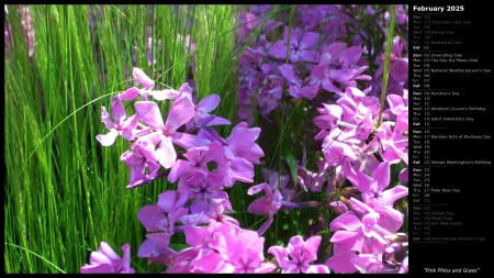 Pink Phlox and Grass