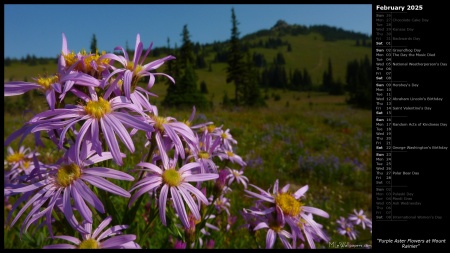 Purple Aster Flowers at Mount Rainier